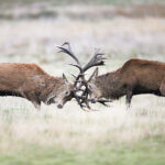 Conflict between two red deer - fighting with antlers