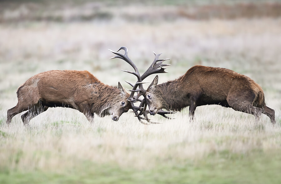 Conflict between two red deer - fighting with antlers