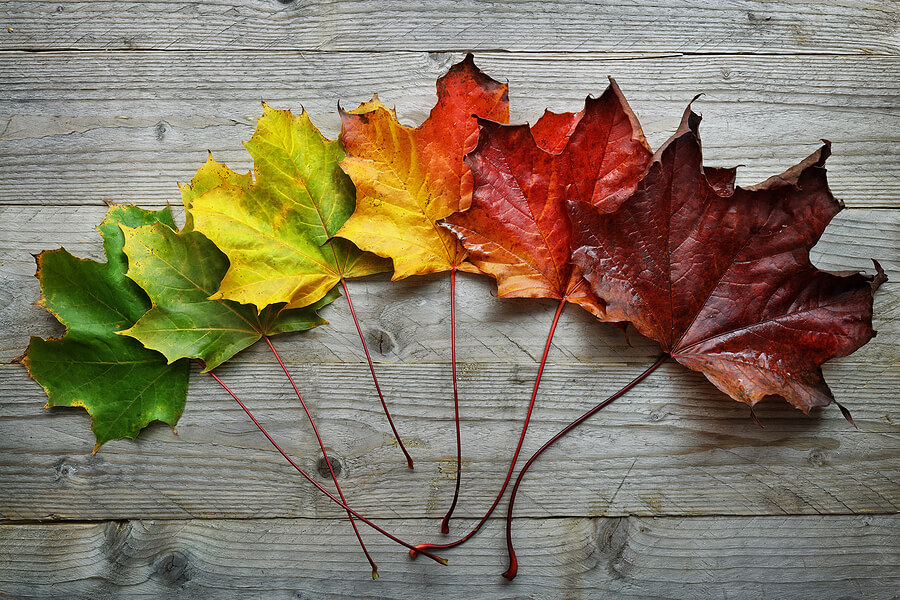 Transition of leaves from green to red.