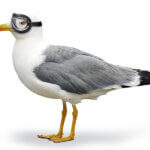 Seagull Manager