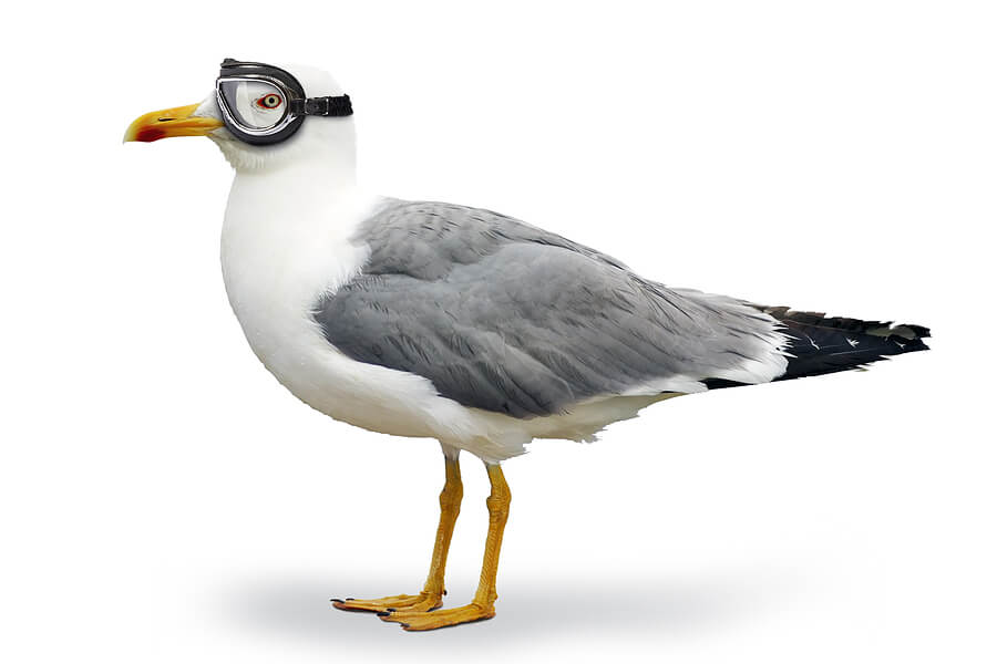 Seagull Manager